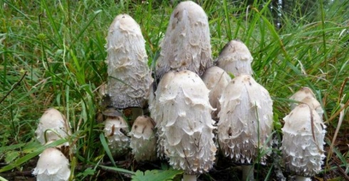 Dal Calendario 2017, Coprinus comatus - commestibile. Foto di N. Ghion